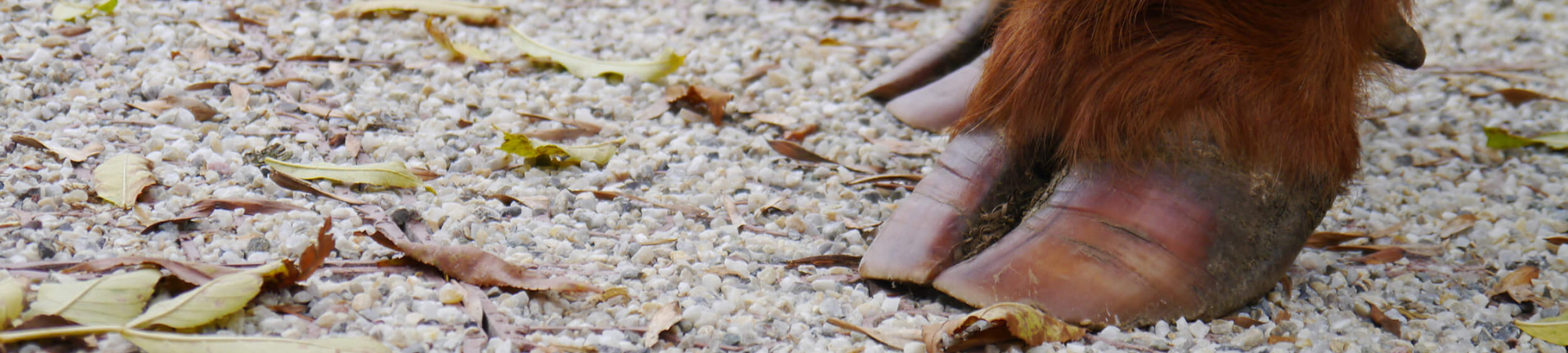 Topbanner 2000 x 450.png