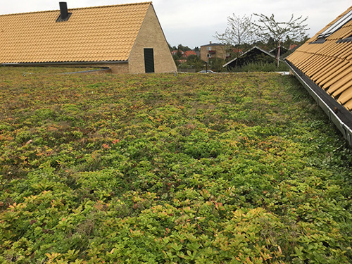Billede 2: Det grønne tag på børneinstitutionen Elverdammen.