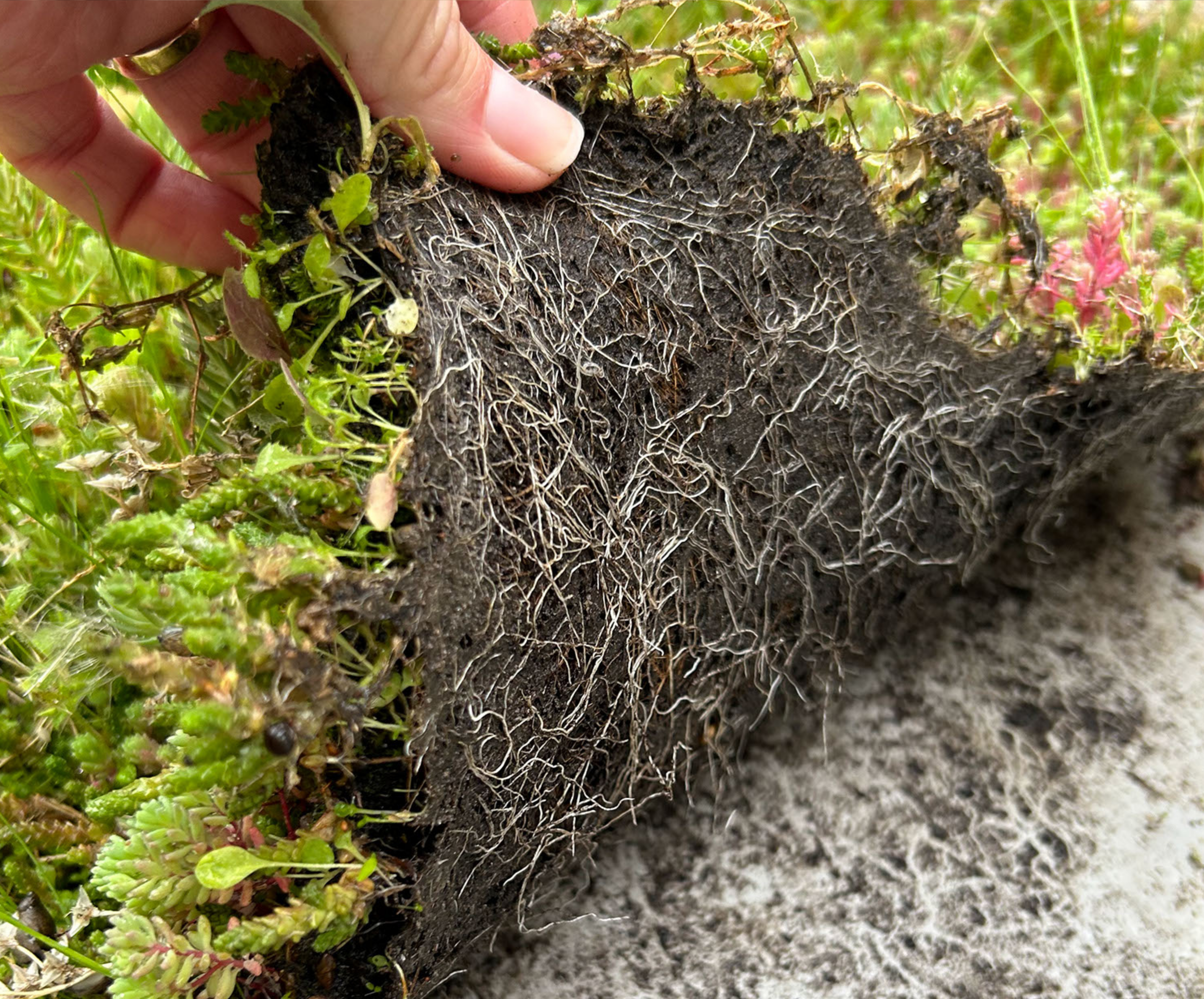 Bgreen It Sedummåtte