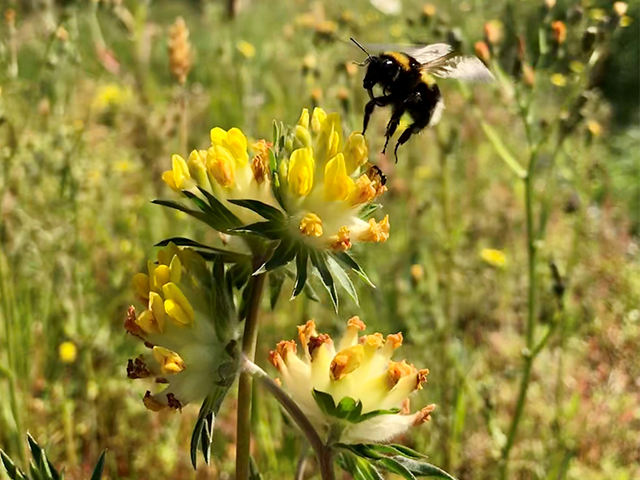 Biodiversity Biodiversity