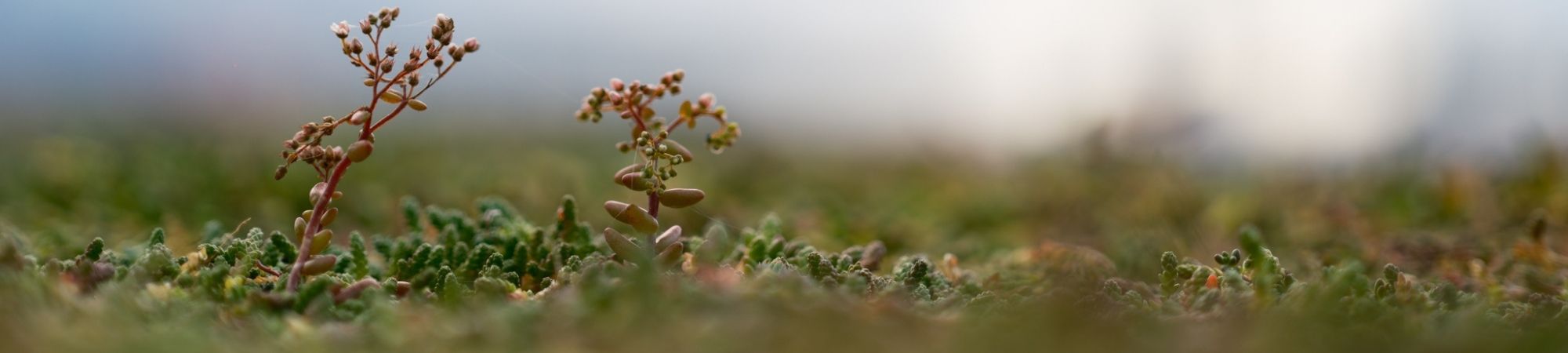 Ritningar – Sedum Light _ Gröna tak _ BG Byggros.jpg