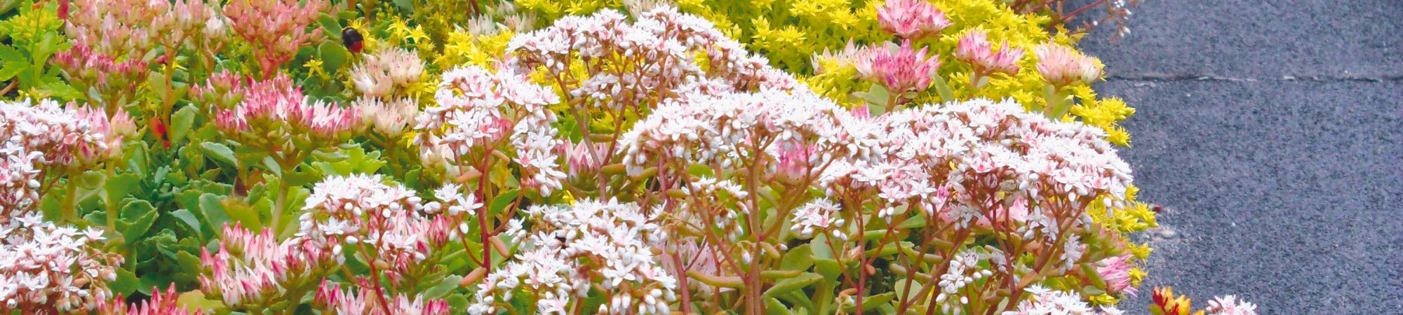 Ritningar – Sedum 150 _ Gröna tak _ BG Byggros.jpg
