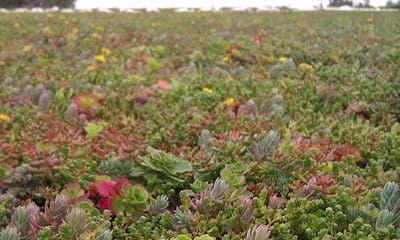 Sedummaatter1800x1350 Sedummaatter1800x1350