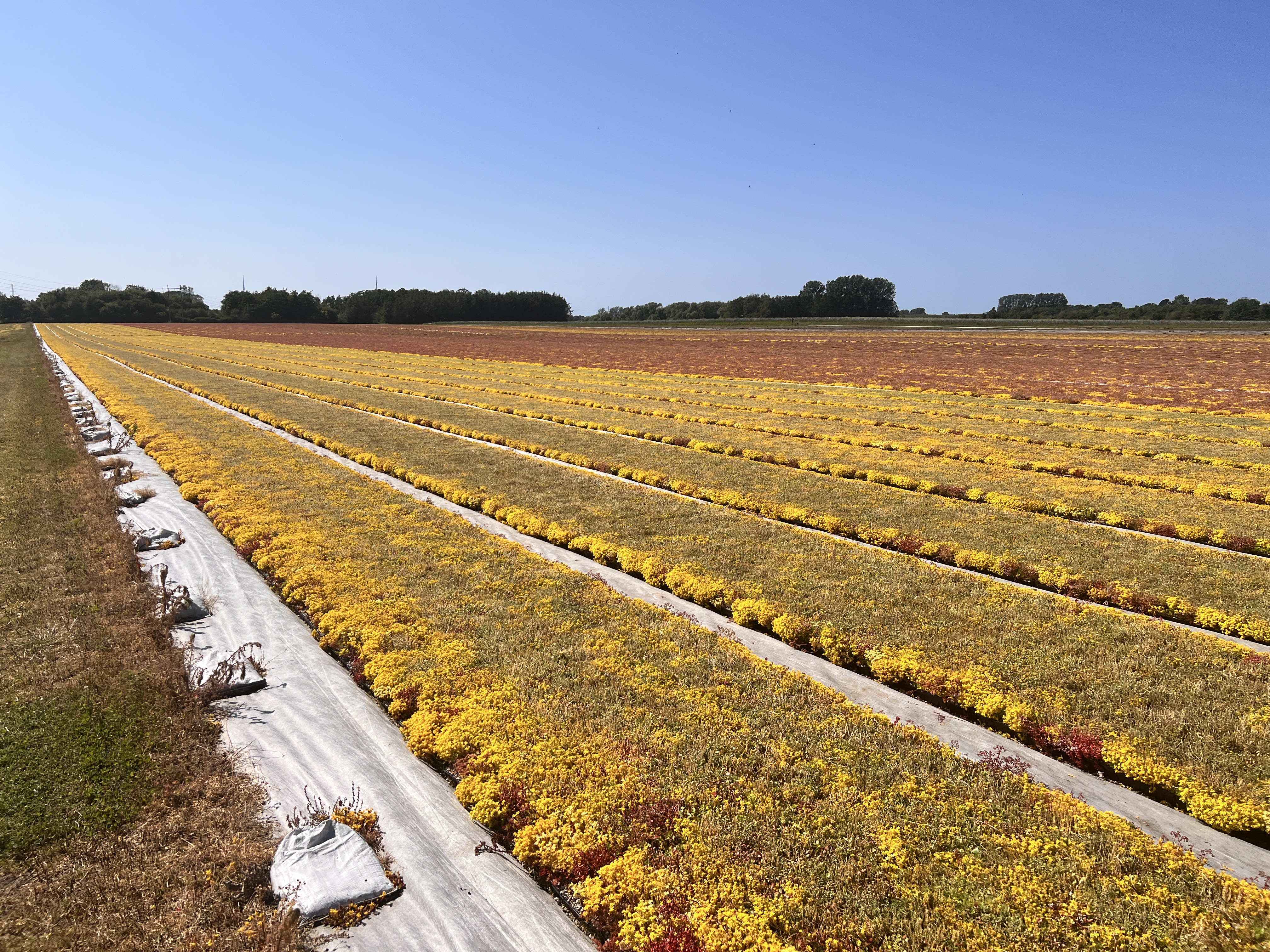Sedumproduktionen i Gørlev 2