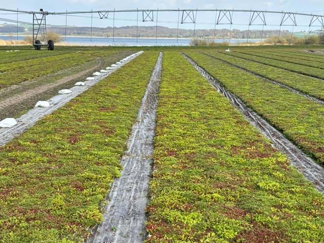 Dansk Sedumproduktion I Gørlev Dansk Sedumproduktion I Gørlev