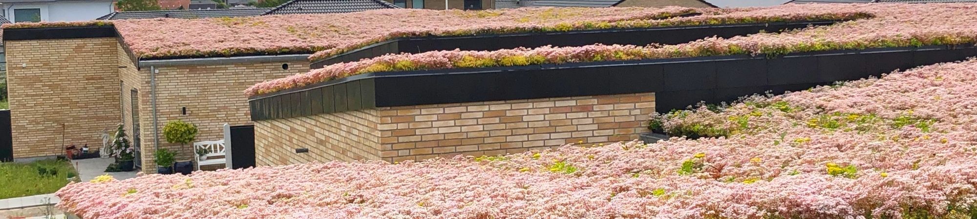 Gödningsmedel för gröna tak _ BG Byggros.jpg