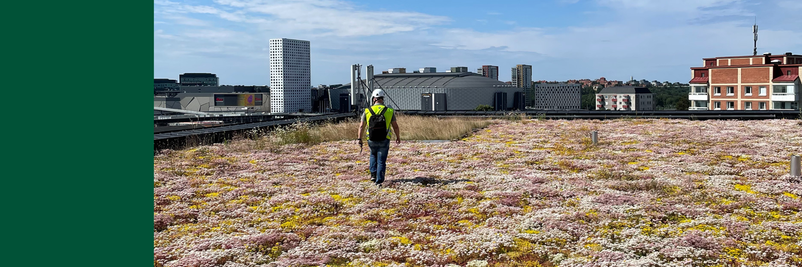 BG Byggros AB Sedum BG Byggros AB Sedum