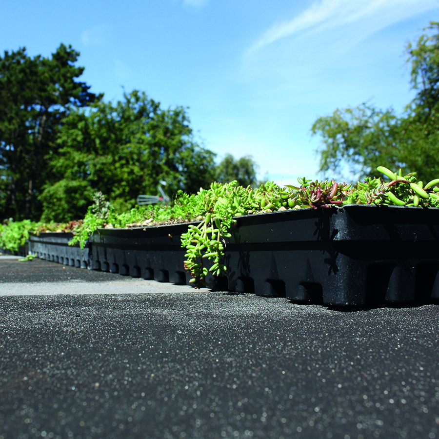 Bgreen It Sedumbakker 900X900px 3