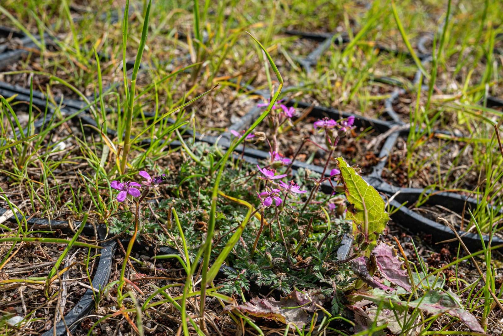 Ecoraster Græsarmering Ecoraster Græsarmering