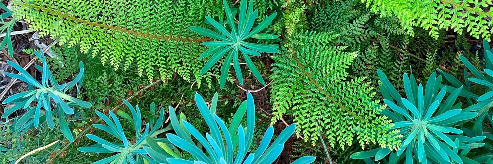Bgreen It Vertical Plantekoncept 3 3000X1000px Bgreen It Vertical Plantekoncept 3 3000X1000px