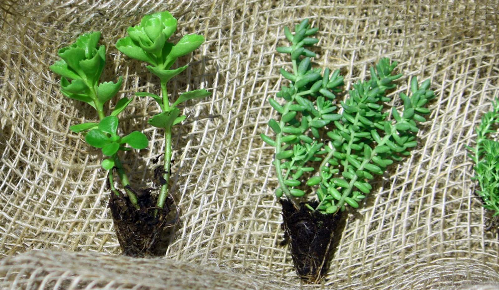 Sedum Plugs 1182X688 Sedum Plugs 1182X688