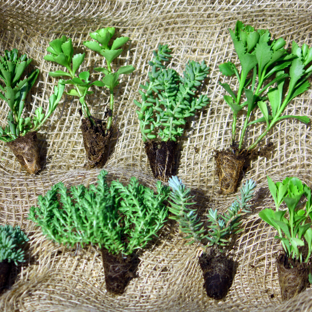 Sedum Plugs 900X900