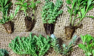 Sedum Plugs 900X900 Sedum Plugs 900X900
