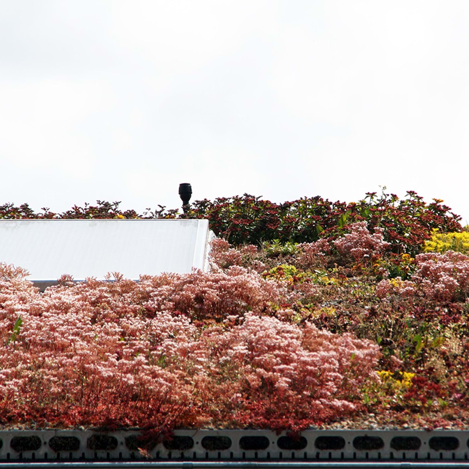 Sedum900x900px2 Sedum900x900px2