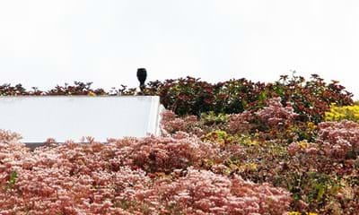 Sedum900x900px2 Sedum900x900px2