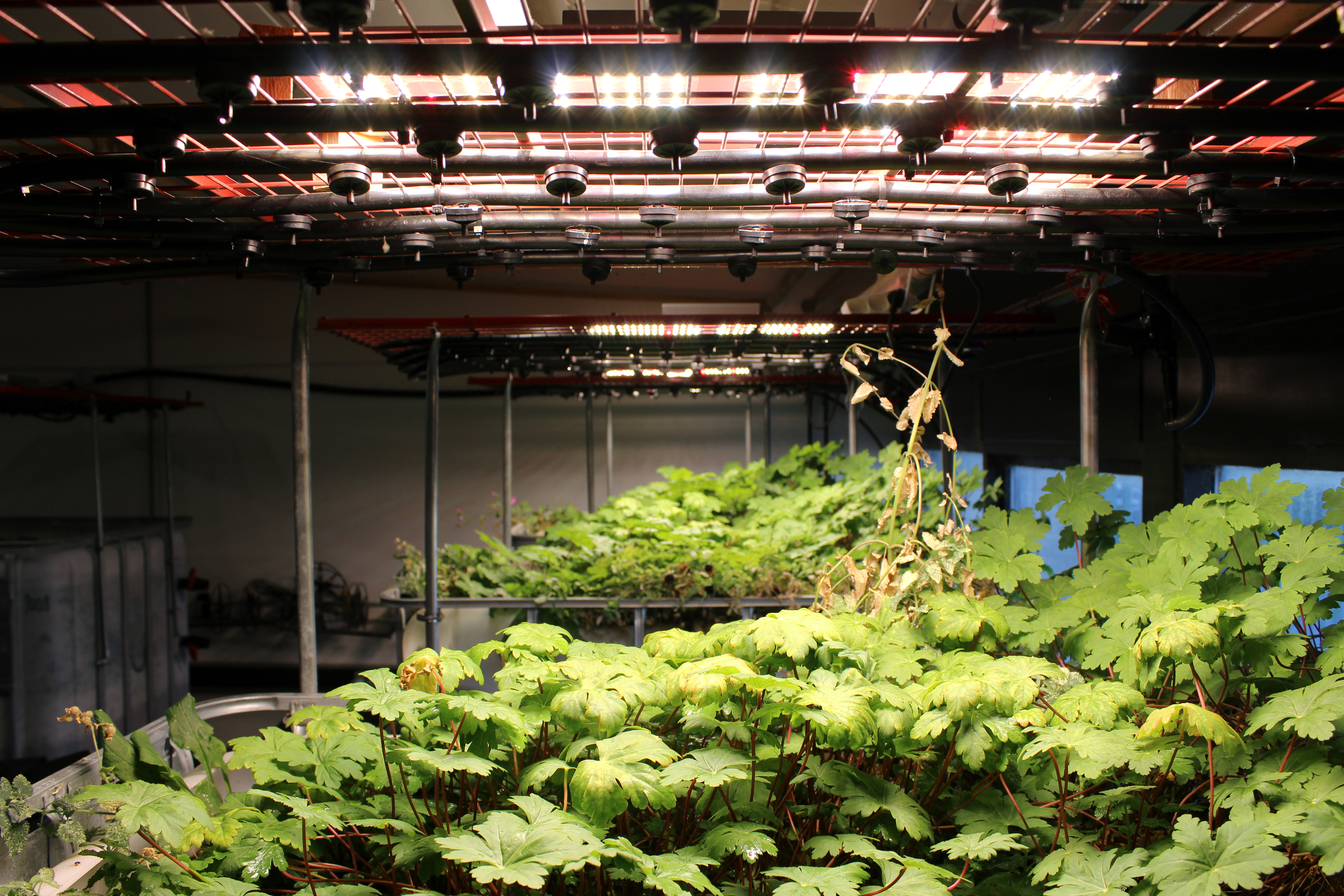 Regnnet vækstmedie BG Innovation Lab.jpg