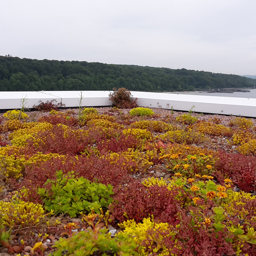 Sedum 100 - 150