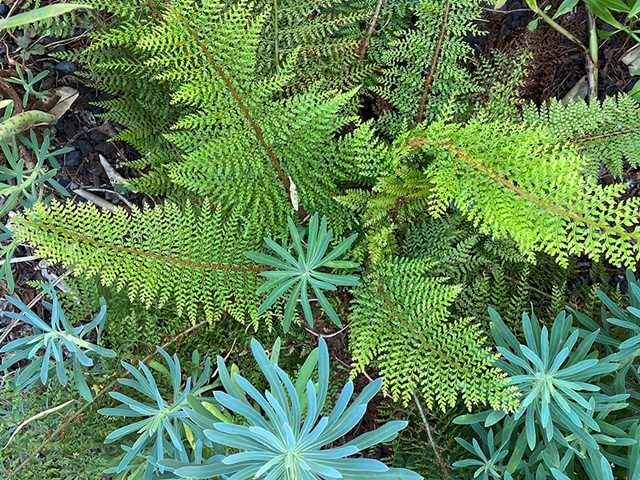 Forest Edge Forest Edge