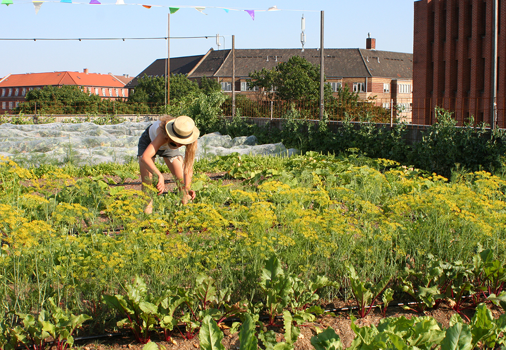 Oestergro En Tagfarm I Koebenhavn 341X236