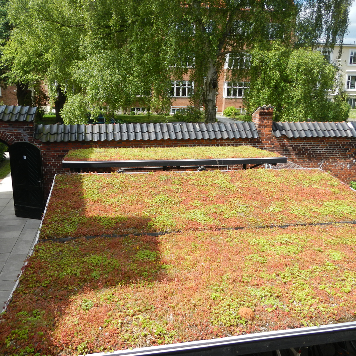 Sedum Light 900X900px2