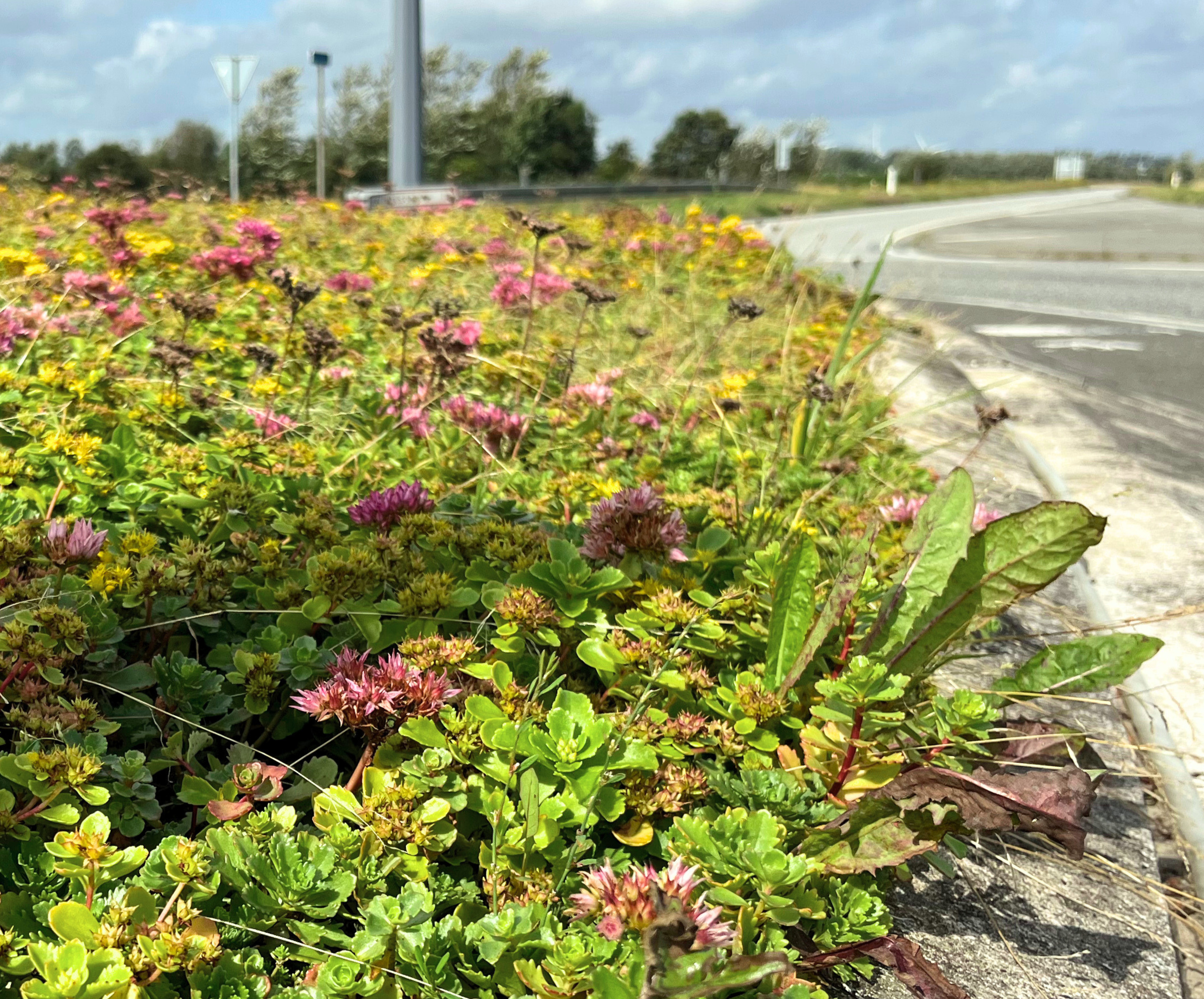 Bgreen It Terrænsedum Rundkørsel 6