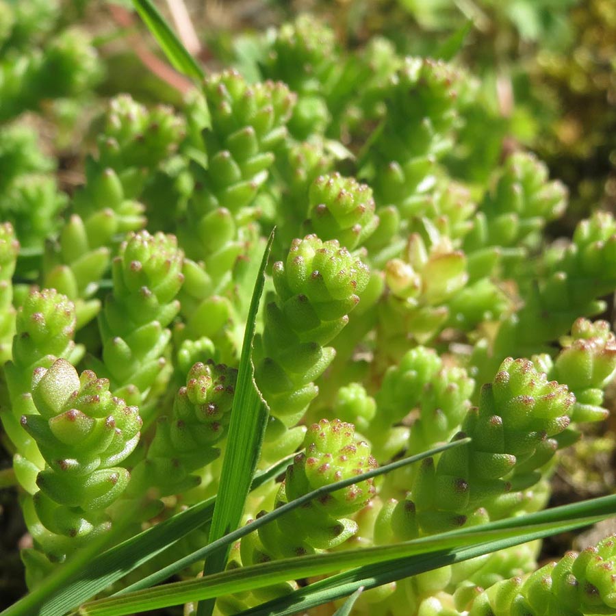 Sedum Acre
