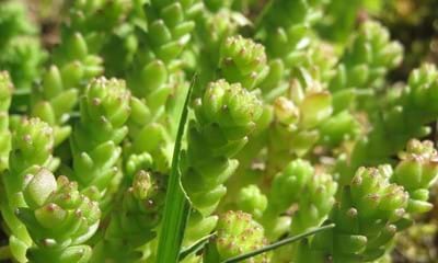Sedum Acre Sedum Acre