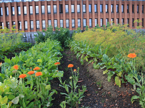 Billede 3: Taget er opbygget med højbede og speciallavede jordsubstrater og drænplader