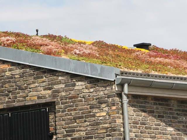 Sedum900x900px4 Sedum900x900px4