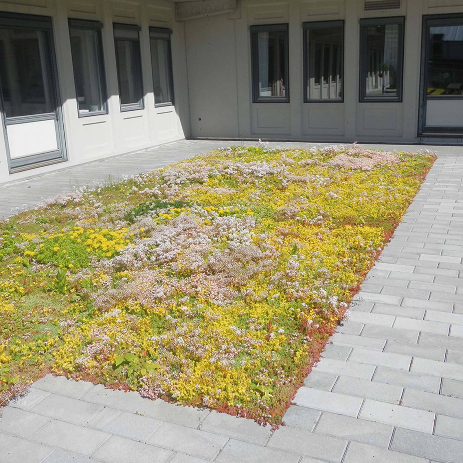 Sedum900x900px3 Sedum900x900px3