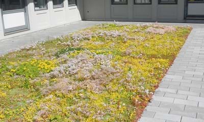 Sedum900x900px3 Sedum900x900px3