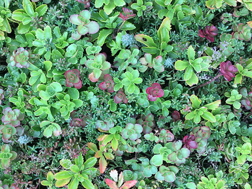 Billede 3: Close-up af sedumarterne.