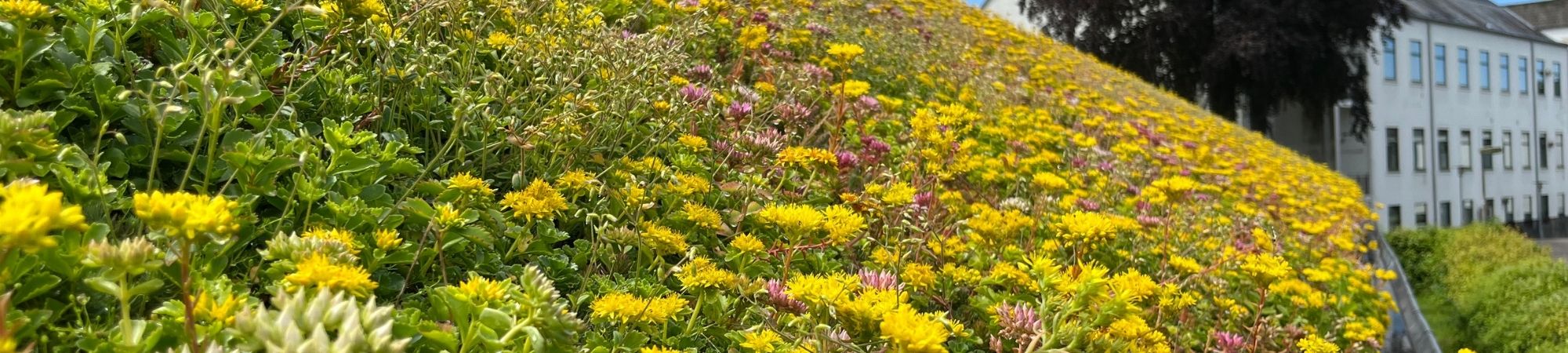 Gröna tak – Sedumplantor och sedummattor _ BG Byggros.jpg