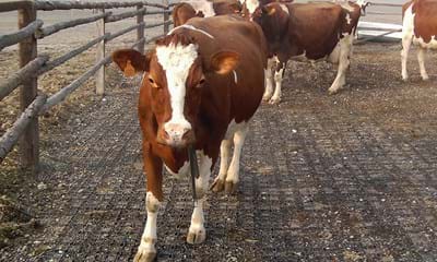 ECORASTER 12 ECORASTER 12