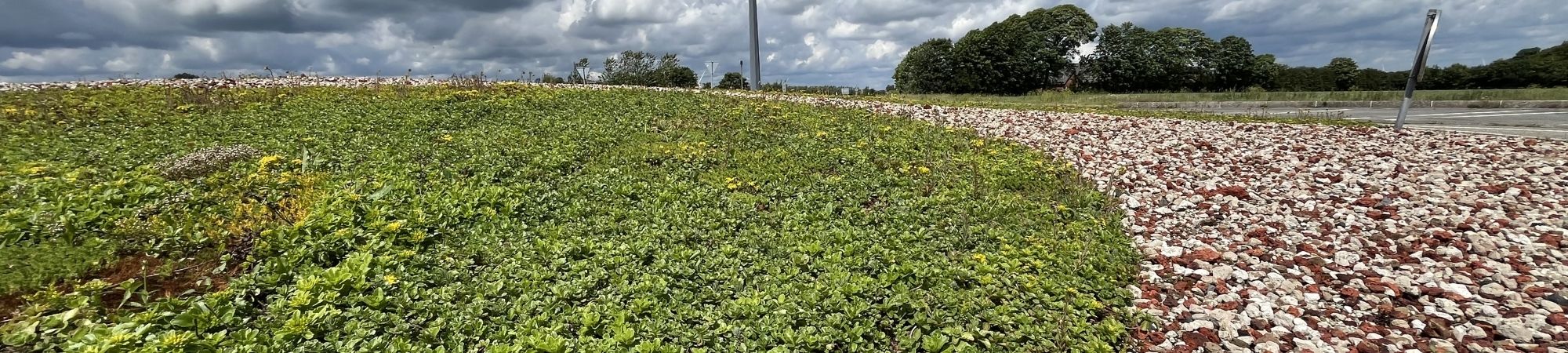 BG Terrænsedum Byggros.jpg (1)