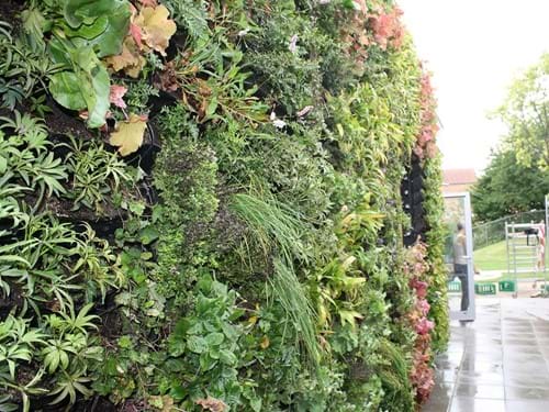 Billede 1: Væghavesystemet BGreen-it Living Wall kan bruges til en lang række planter, for eksempel krydderurter, jordbær og blomster.
