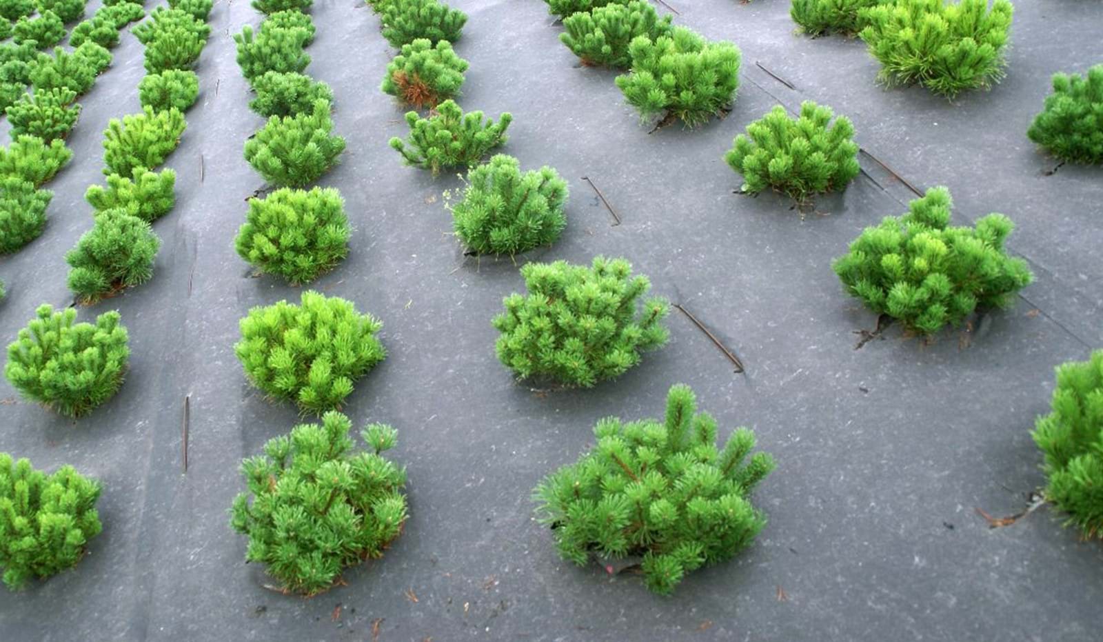 Bioweedstop Ukrudtsdug 1182X688 Bioweedstop Ukrudtsdug 1182X688