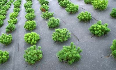 Bioweedstop Ukrudtsdug 1182X688 Bioweedstop Ukrudtsdug 1182X688