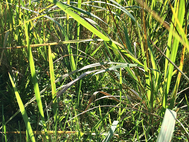 Grassland Grassland