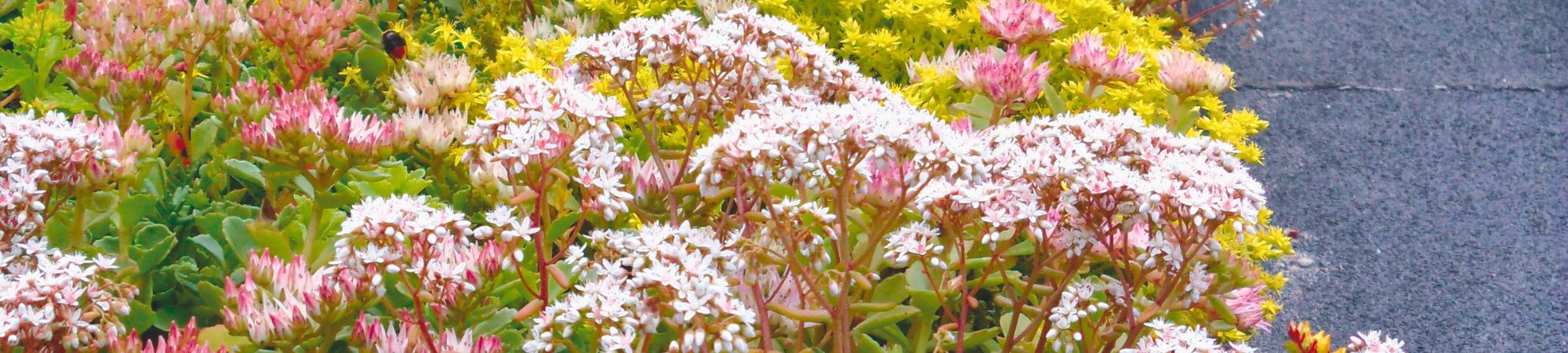 Tegninger Sedum 150 - Grønne tage BG Byggros.jpg