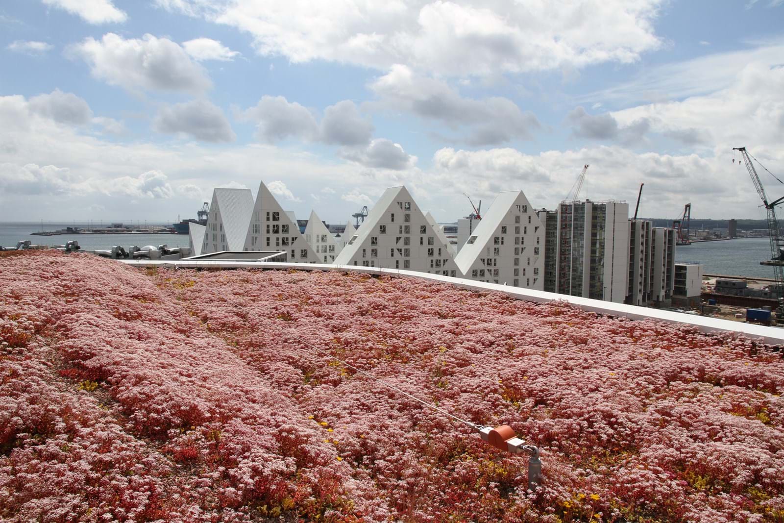 Sedum 063 Sedum 063