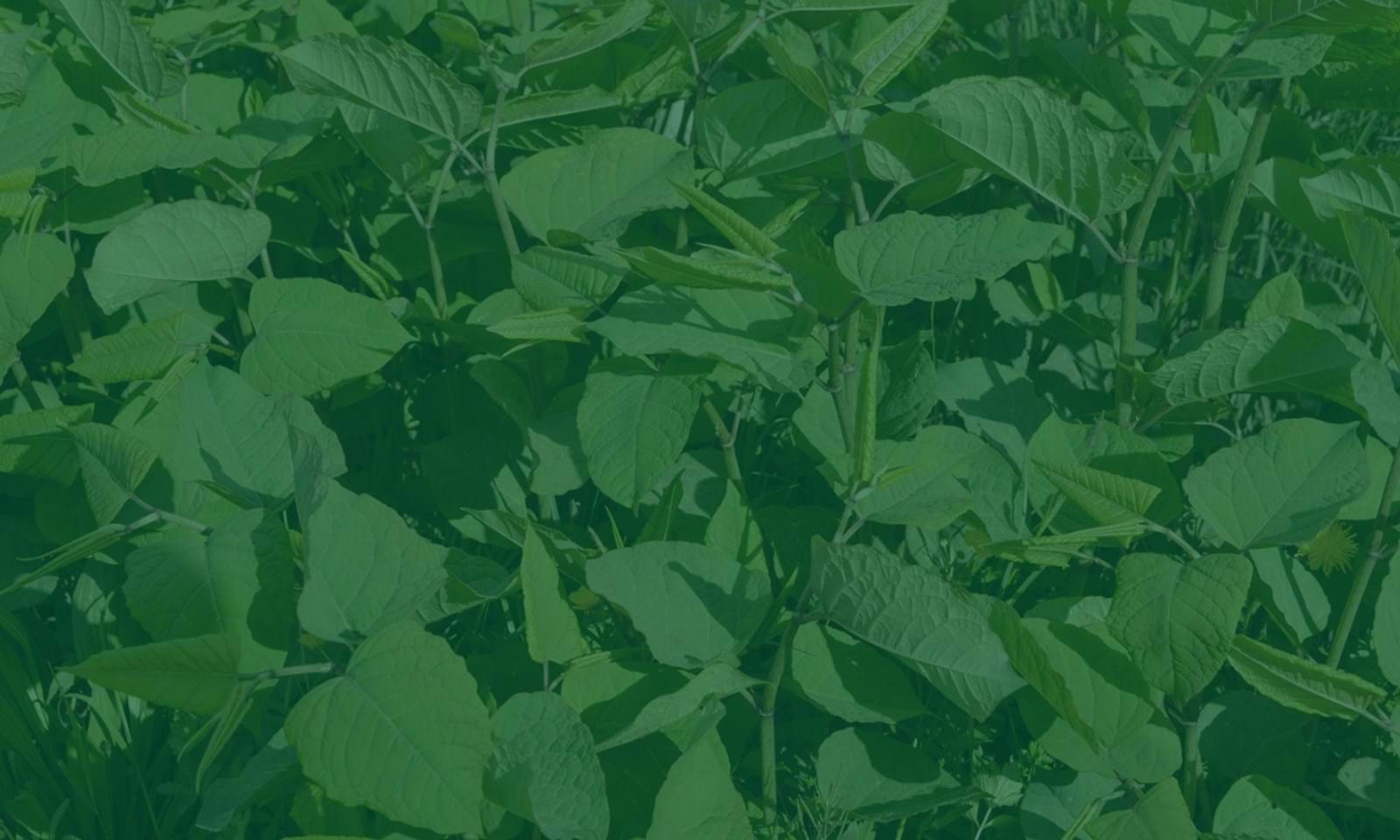 Temadag Bekæmpelse Af Japansk Pileurt, Invasive Planter Og Aggressivt Ukrudt 2 Temadag Bekæmpelse Af Japansk Pileurt, Invasive Planter Og Aggressivt Ukrudt 2