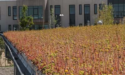 Sedum900x900px8 Sedum900x900px8