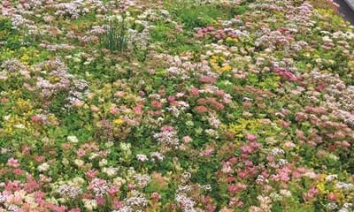 Bgreen It Sedumbakker 900X900px 5 Bgreen It Sedumbakker 900X900px 5