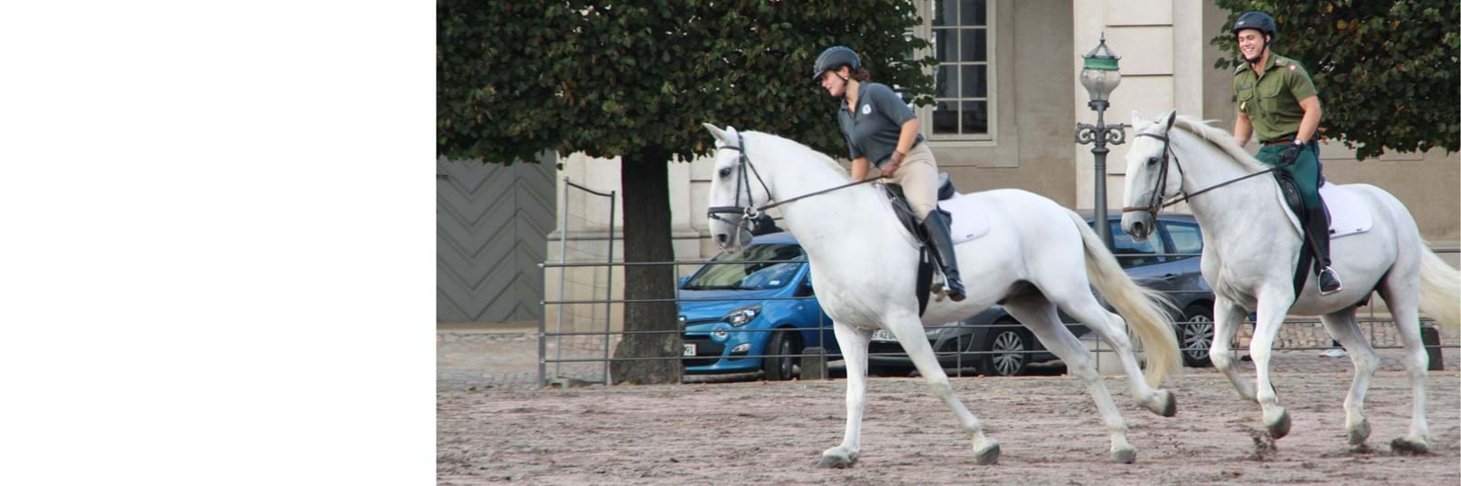 ECORASTER til ridebaner - topbanner ECORASTER til ridebaner - topbanner