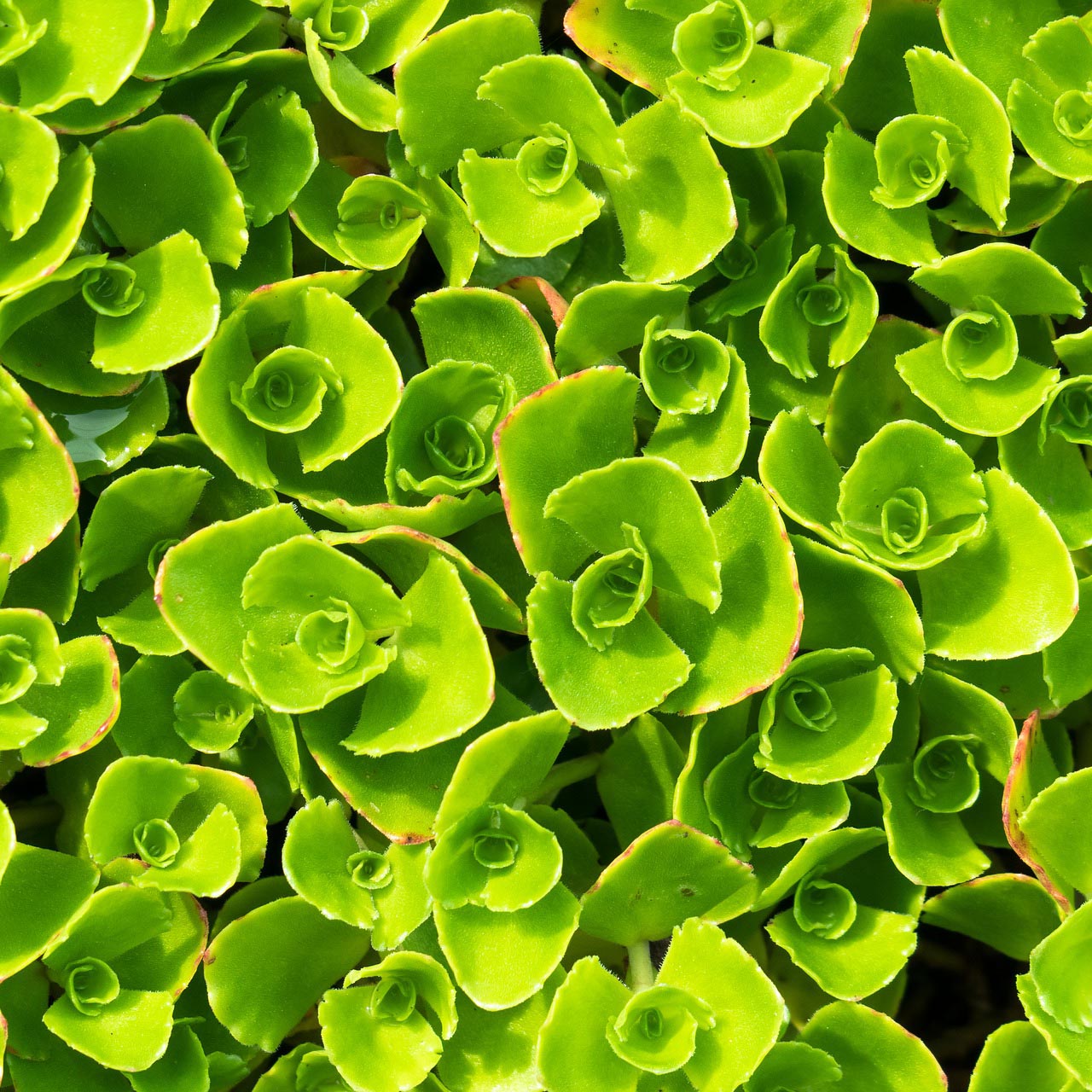 Sedum Stonecrop 900X900px