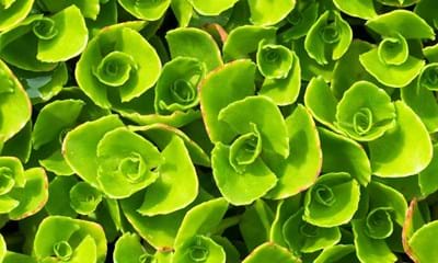 Sedum Stonecrop 900X900px Sedum Stonecrop 900X900px