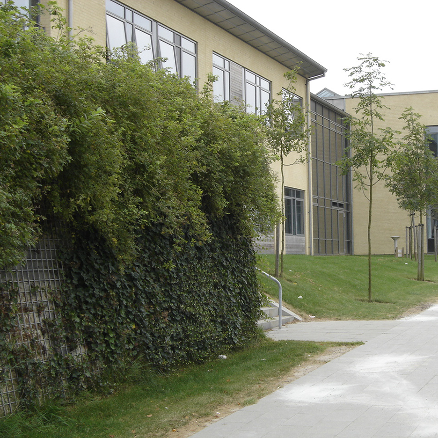 Vector Wallgroen900x900px4