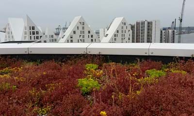 Sedum1182x688px Sedum1182x688px