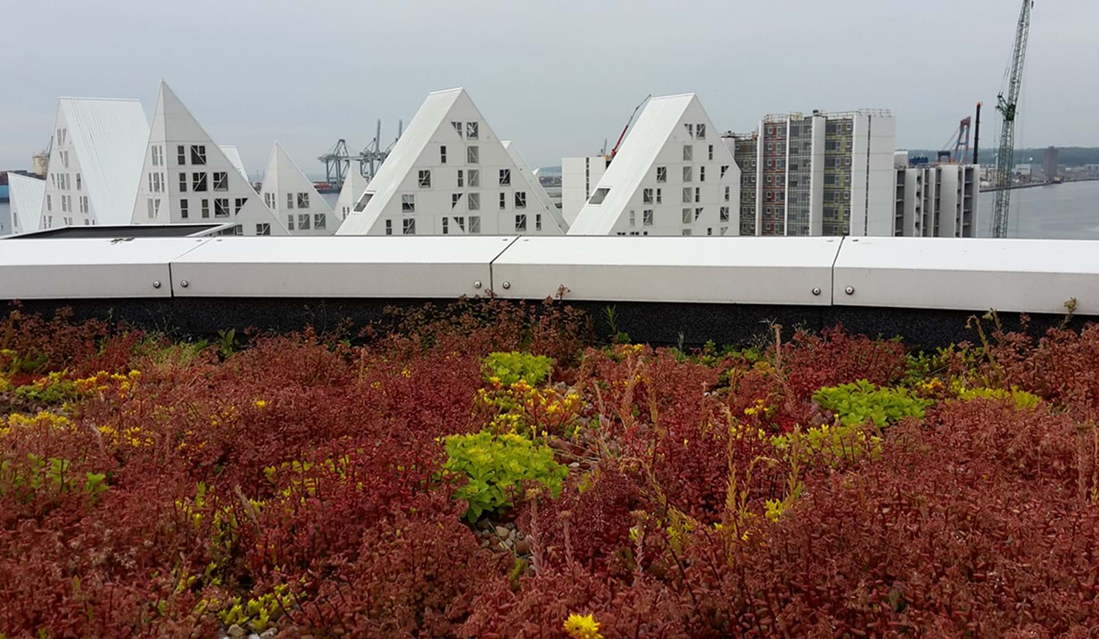 Sedum 1182X688 Px Sedum 1182X688 Px